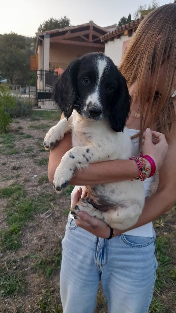 Des Bruyères D'Usclas - Chiots disponibles - English Springer Spaniel