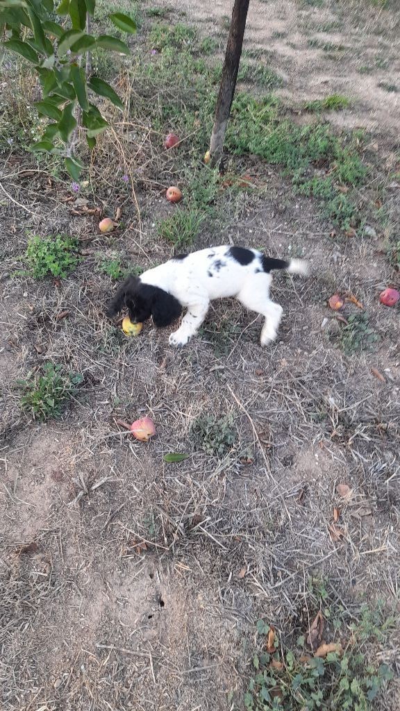 Des Bruyères D'Usclas - Chiots disponibles - English Springer Spaniel