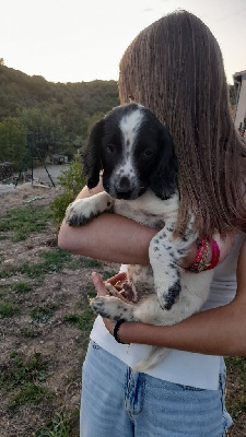 CHIOT 2