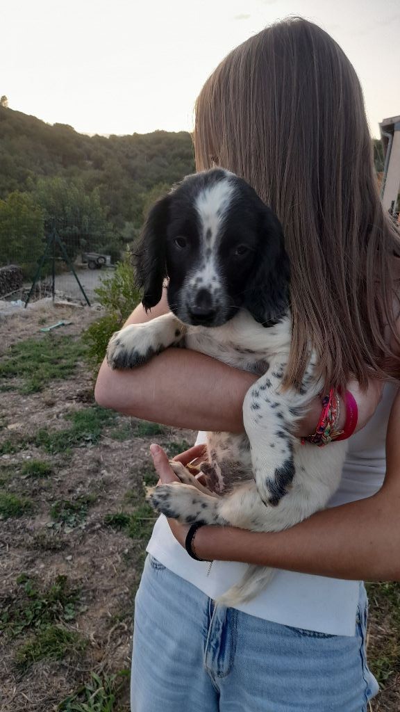 Des Bruyères D'Usclas - Chiots disponibles - English Springer Spaniel